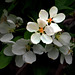 Apple blossoms