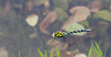 Blue Hawker-DSZ6737