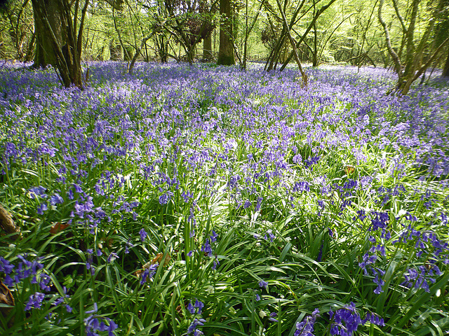 Bluebell wood