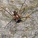 IMG 1863 Harvestman