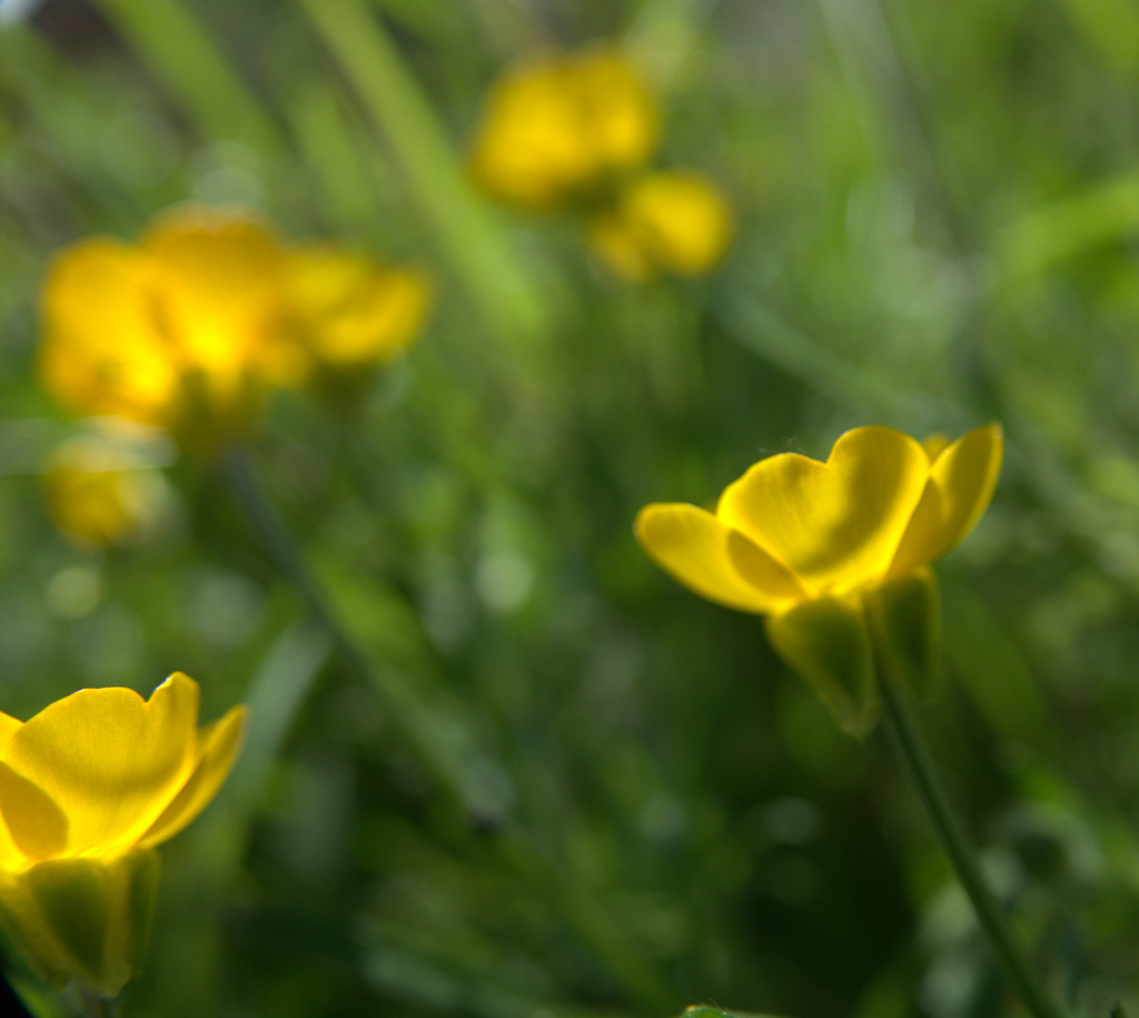 A Yellow Blur Of Buttercups