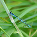 Common Blue Damselfly