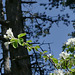 20250503 Forêt Blandas (34)