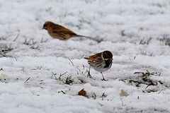 Reed Buntings