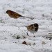 Reed Buntings