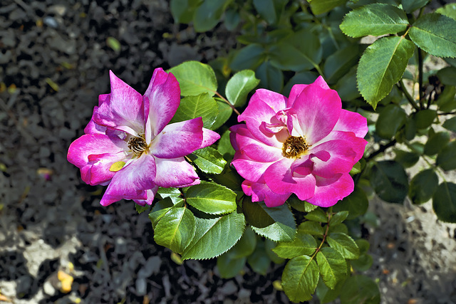 Grandiflora Rose "Rainbow Sorbet" – Botanical Garden, Montréal, Québec