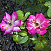 Grandiflora Rose "Rainbow Sorbet" – Botanical Garden, Montréal, Québec