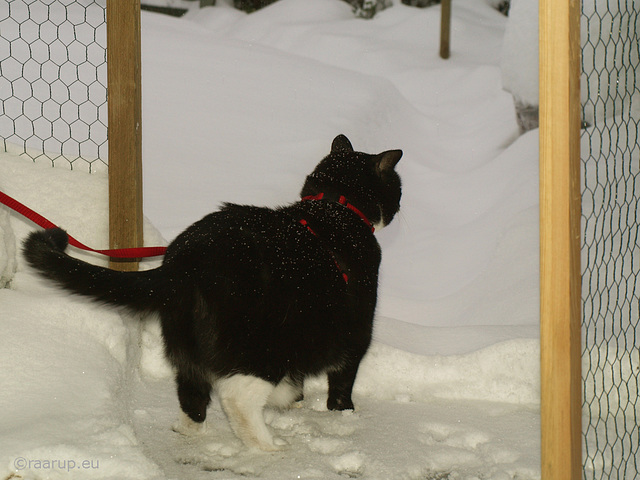 Snow White wants to go out