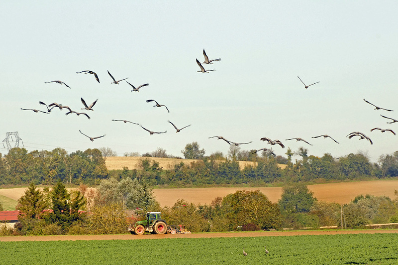 Grues vers Montier en Der (1)