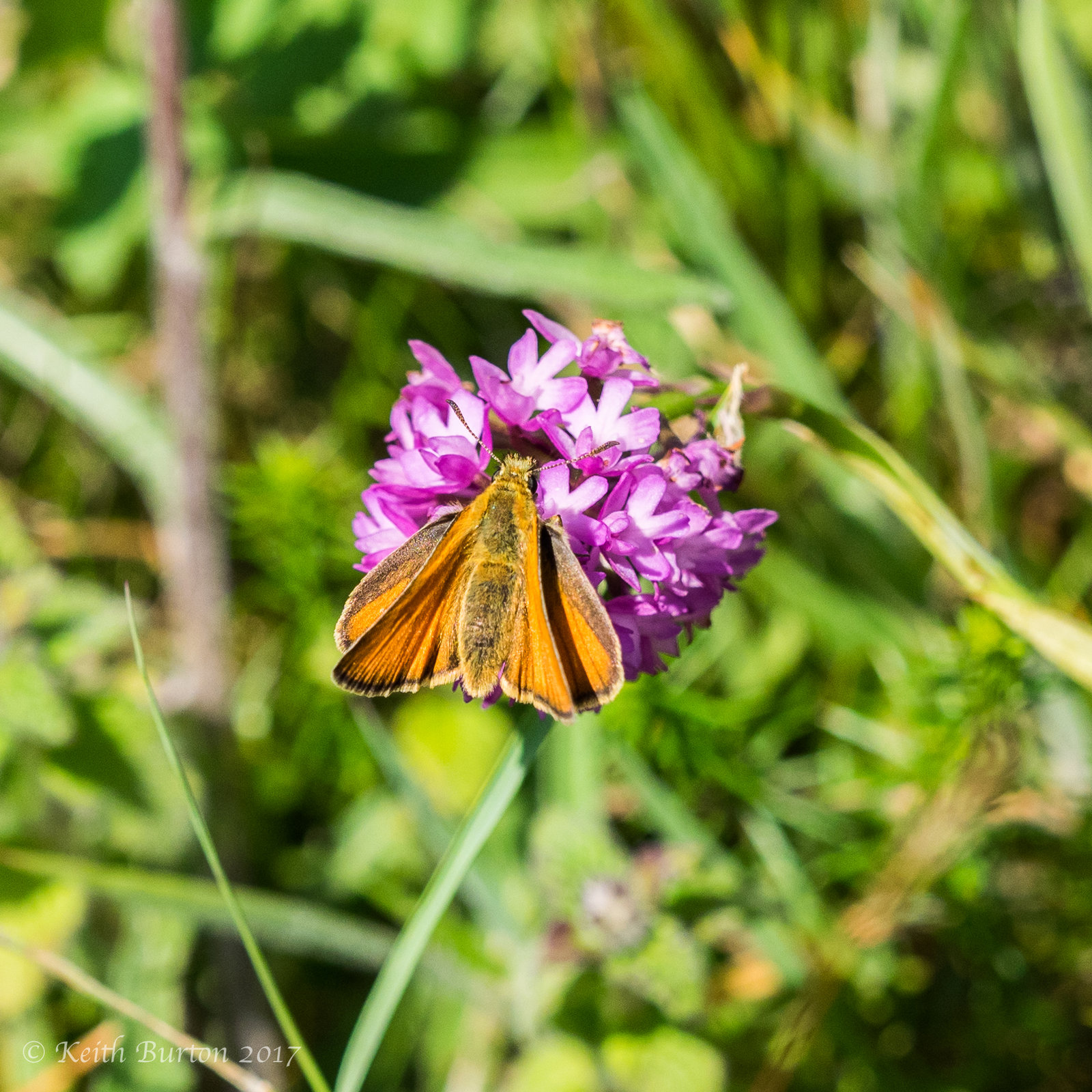 Small Skipper Butterfly