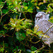 Chouette hulotte Strix aluco - Tawny Owl  2018