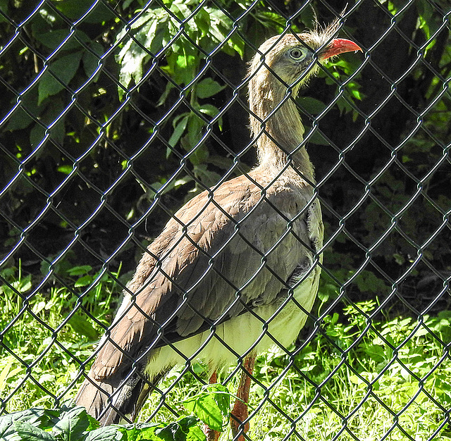 20190911 6142CPw [D~OH] Rotfußseriema (Cariama cristata), Vogelpark Niendorf, Timmendorfer Strand