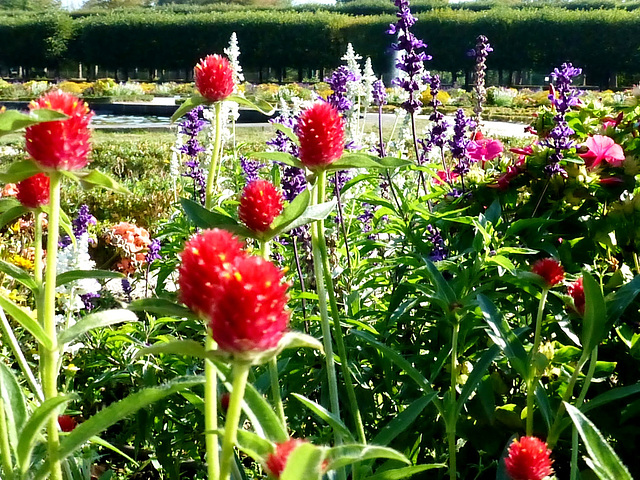 DE - Brühl - Blumen im Schlosspark