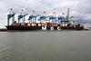 MSC Rifaya