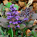 Bugleweed (Ajuga genevensis)