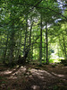 Sous bois en Ariège .