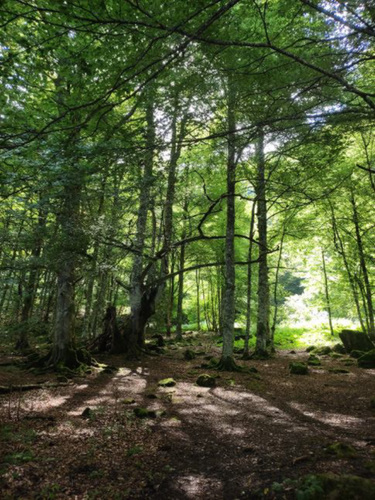 Sous bois en Ariège .