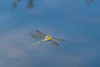 Blue Hawker-DSZ7155