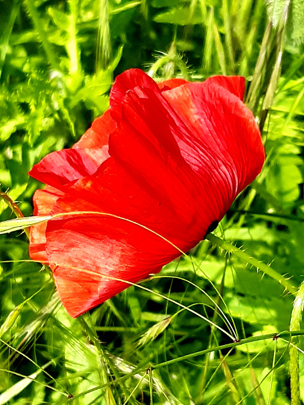 Gentil coquelicot