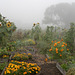Community garden in fog