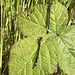 Blue tailed damselflies