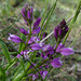 20250503 Forêt Blandas (45)