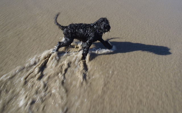 Elvis' third beach trip