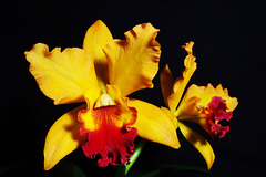 Orchideenzwillinge - Orchid Twins