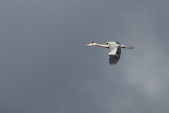 20160303 0121VRAw [D~BI] Graureiher (Ardea cinerea), Tierpark Olderdissen, Bielefeld