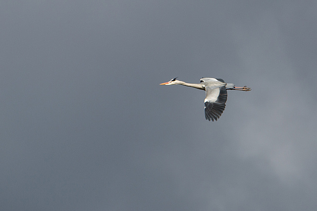 20160303 0121VRAw [D~BI] Graureiher (Ardea cinerea), Tierpark Olderdissen, Bielefeld