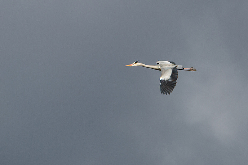 20160303 0121VRAw [D~BI] Graureiher (Ardea cinerea), Tierpark Olderdissen, Bielefeld