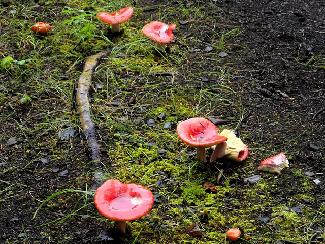 Along the trail