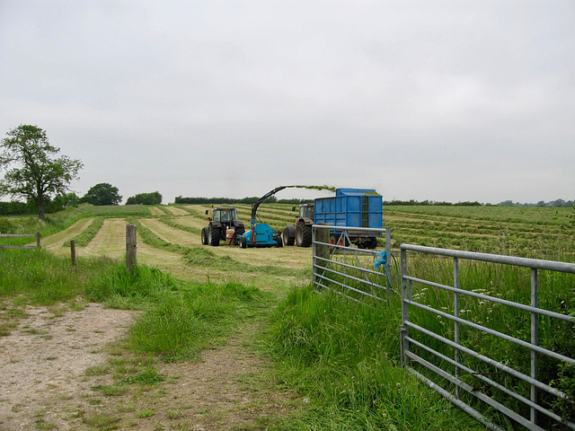 Gathering silage near Marchington Cliff