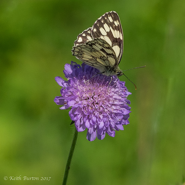 Marbled White Butterfly