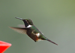 EF7A9032 Hummingbird