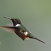 EF7A9032 Hummingbird