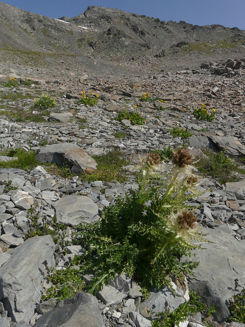 20180827 -0901 Randos Névache (Vallée de la Clarée 05) (315) al