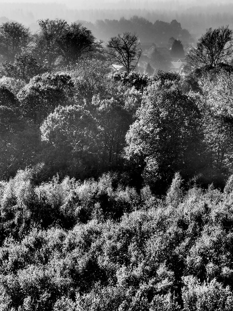 La forêt cache l'arbre - - - tellement bien que vous ne sauriez deviner lequel ? - - -