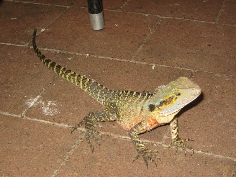 IMG 4312