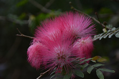 Israel, Eilat, The Botanical Garden, The Flower of Albizia Julibrissin