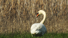 20190406 4508CPw [D~BK] Höckerschwan (Cygnus olar), Schilf (Phragmites australis), Alte Elbe, Rogätz