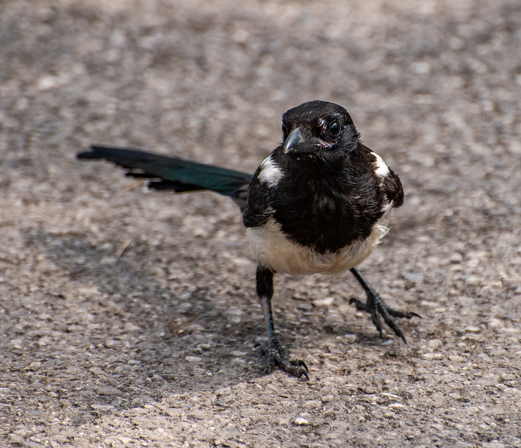 Magpie