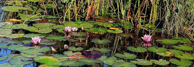 Le langage des fleurs et des choses muettes ....