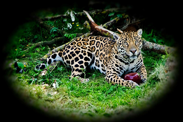 Jaguar pose