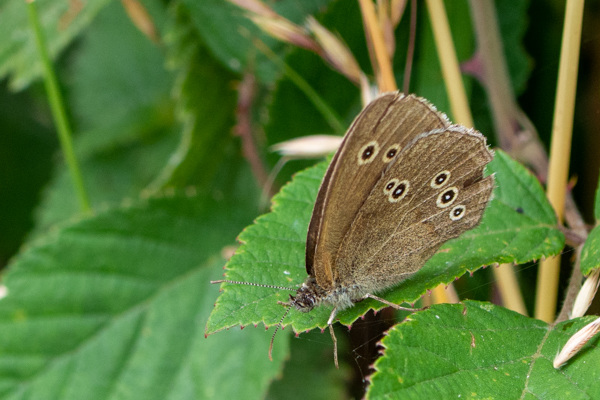 Ringlet-DSD2148