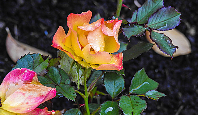 20221018 1850CPw [D~LIP] Zwergrose (Rosa 'Kordes Summer of Love'), Bad Salzuflen