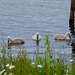 Mute Swan Cygnets