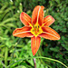 Tulipe du jardin