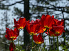 20250503 Forêt Blandas (26)