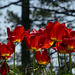 20250503 Forêt Blandas (26)
